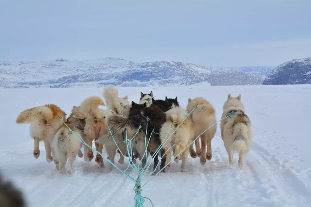 Greenland-Dog-Sledding